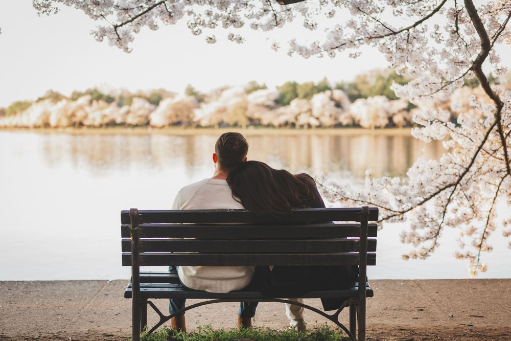 A park bench sits under blooming cherry blossom trees along a waterfront during spring.