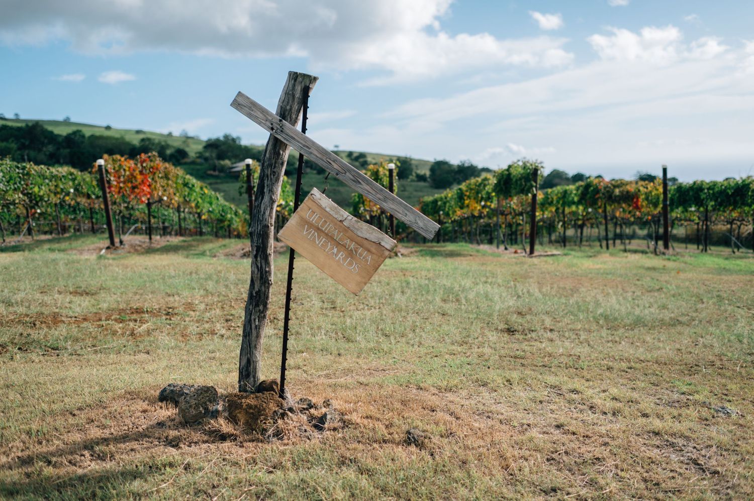 Weathered wooden cross marker standing in a vineyard field with autumn colors.