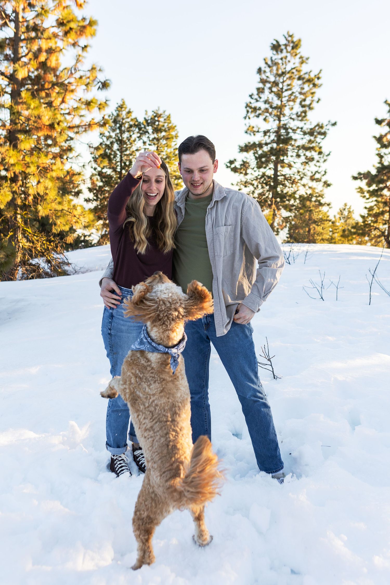 A dog jumps playfully in the snow during a winter photo shoot with evergreen trees in the background.