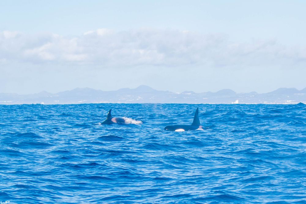 Orcas, Azores