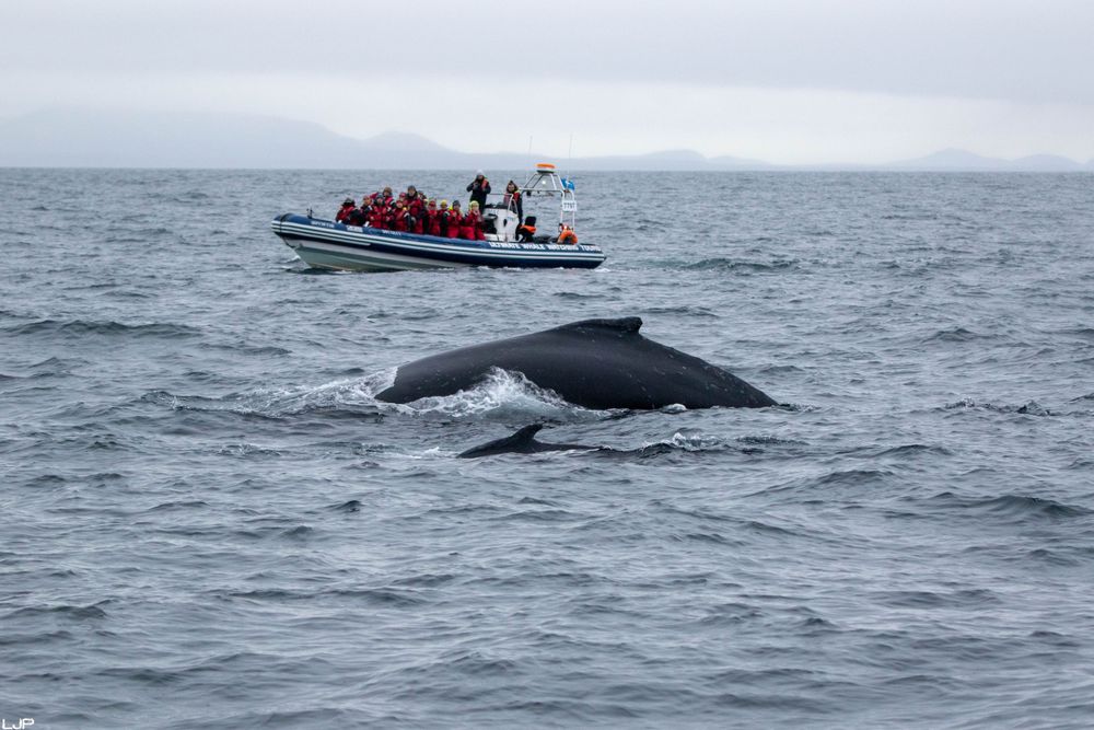 Humpbacks, Iceland