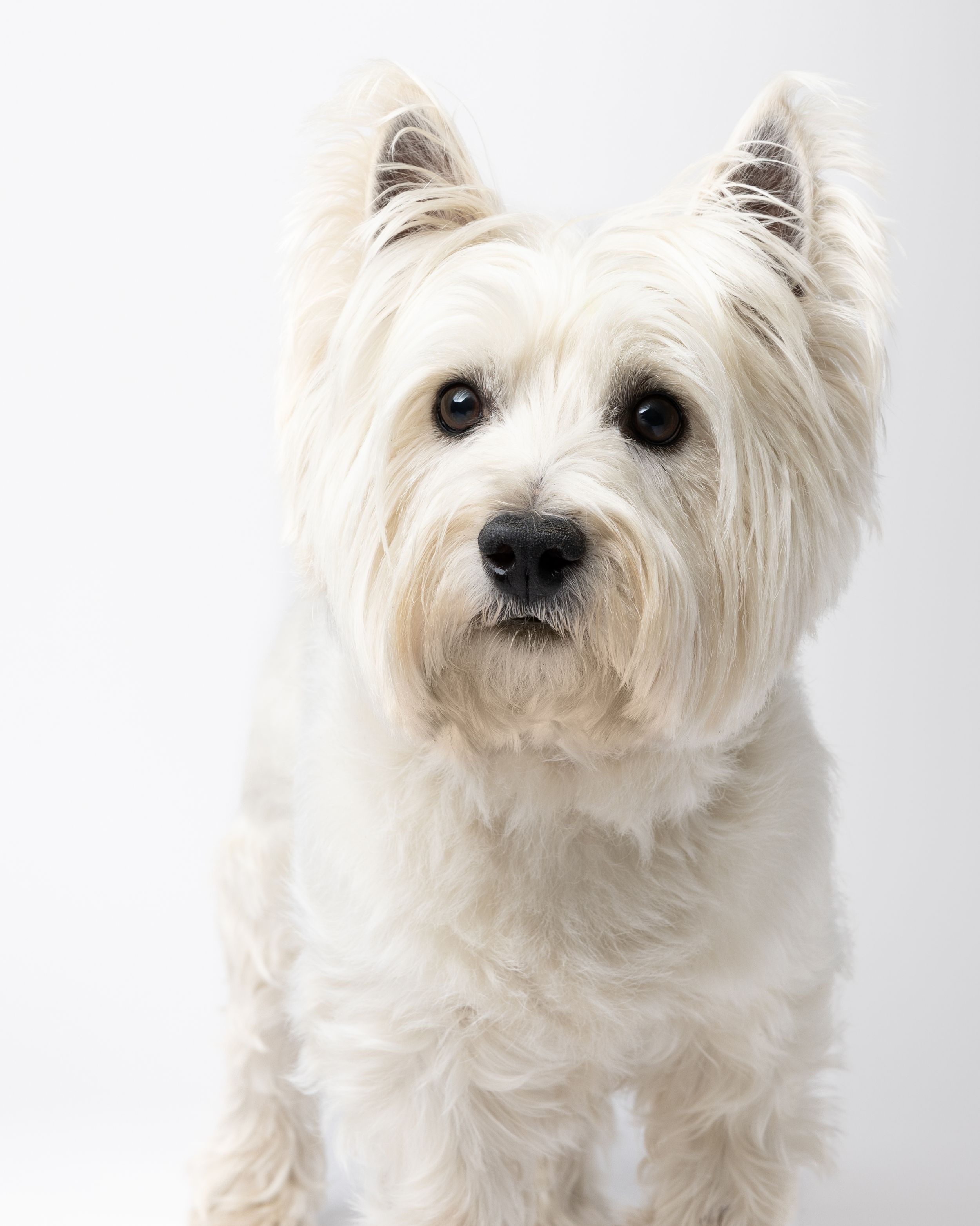 West Highland White Terrier white background studio portrait. Studio dog photography. Copyright Amanda Barr Photography.