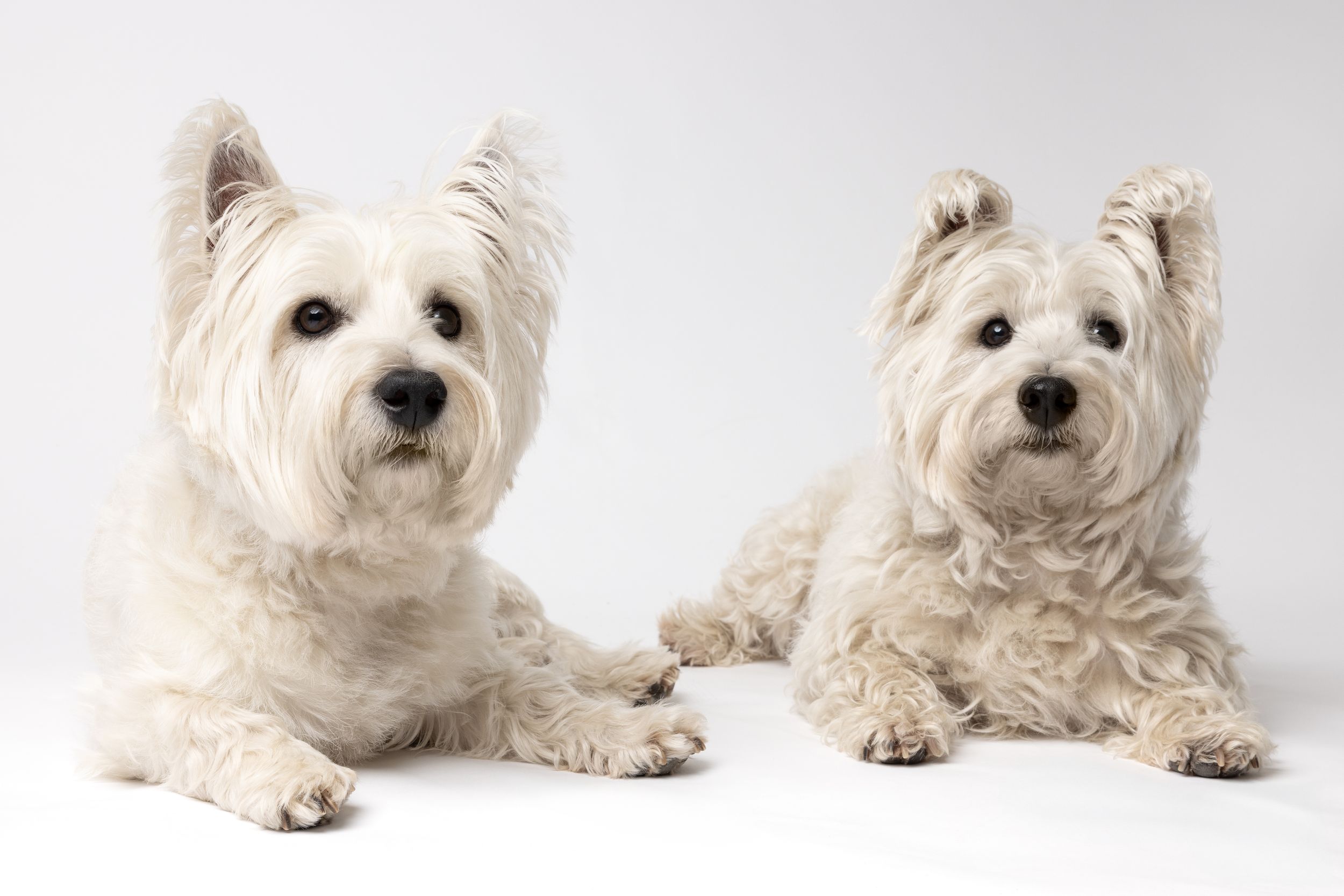 West Highland White Terrier white background studio portrait. Studio dog photography. Copyright Amanda Barr Photography.
