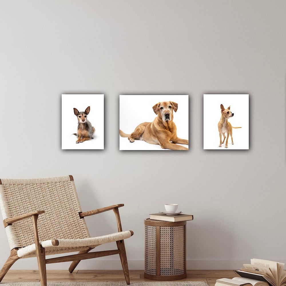 Wall art display featuring canine studio portraits of rescue dogs and a yellow Labrador retriever. Studio portrait tryptic, copyright ABP