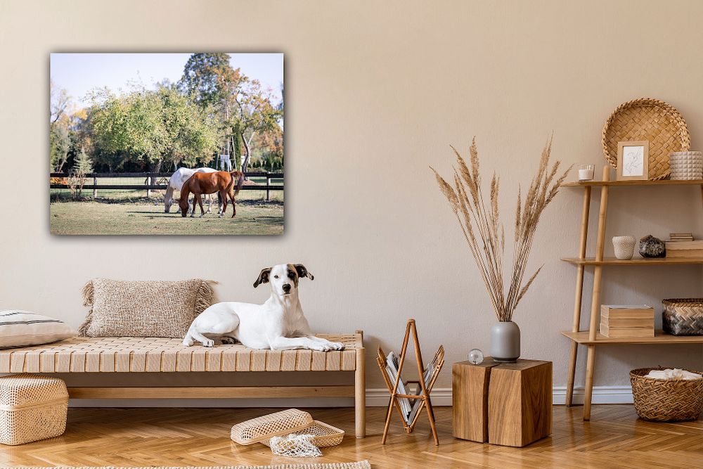 Wall art display, photo of horses in a field in a room with farmhouse decor and a jack Russel terrier. Copyright Amanda Barr Photography