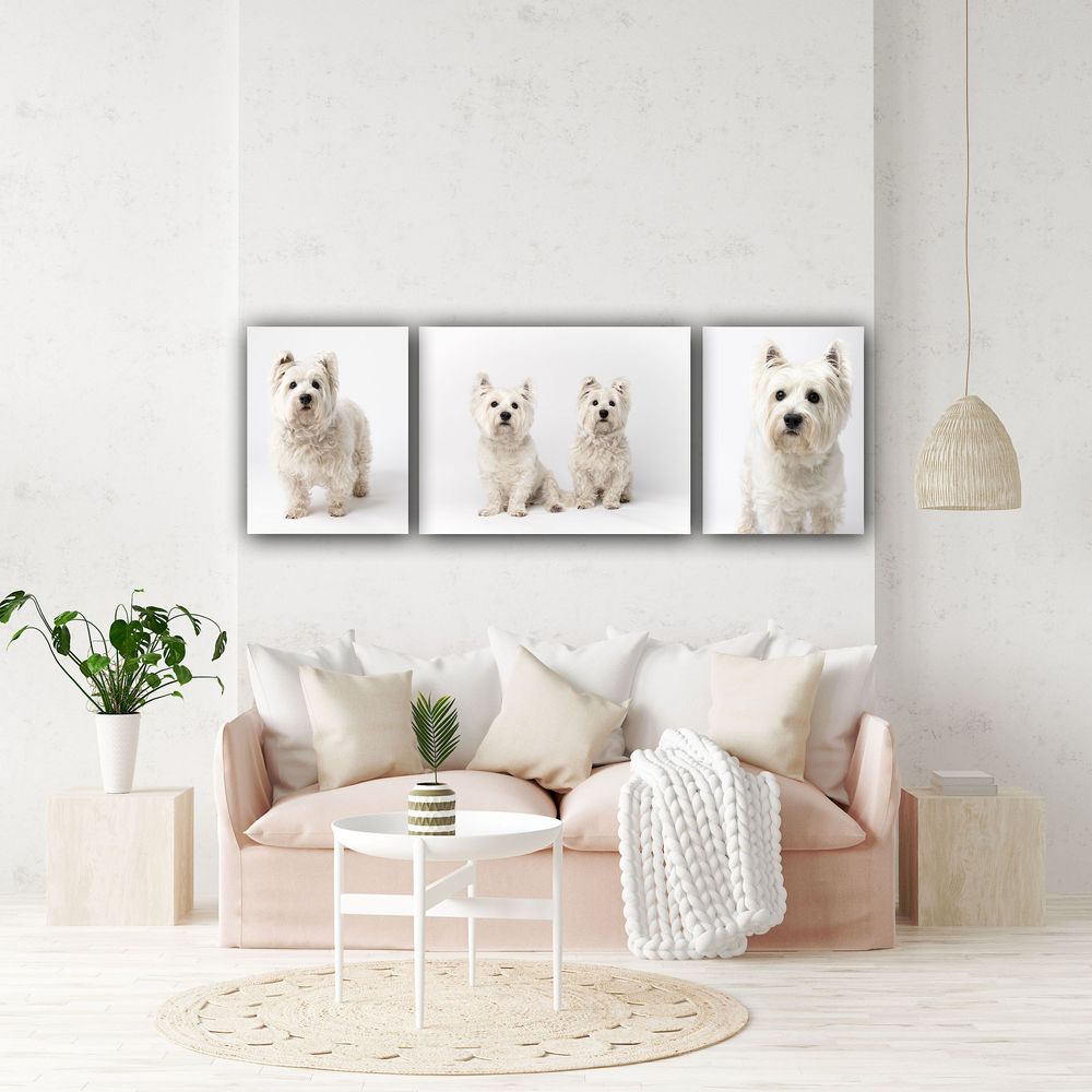 Wall art of west highland white terriers. Studio portraits of westies taken in Lake Oswego, Oregon by Amanda Barr Photography