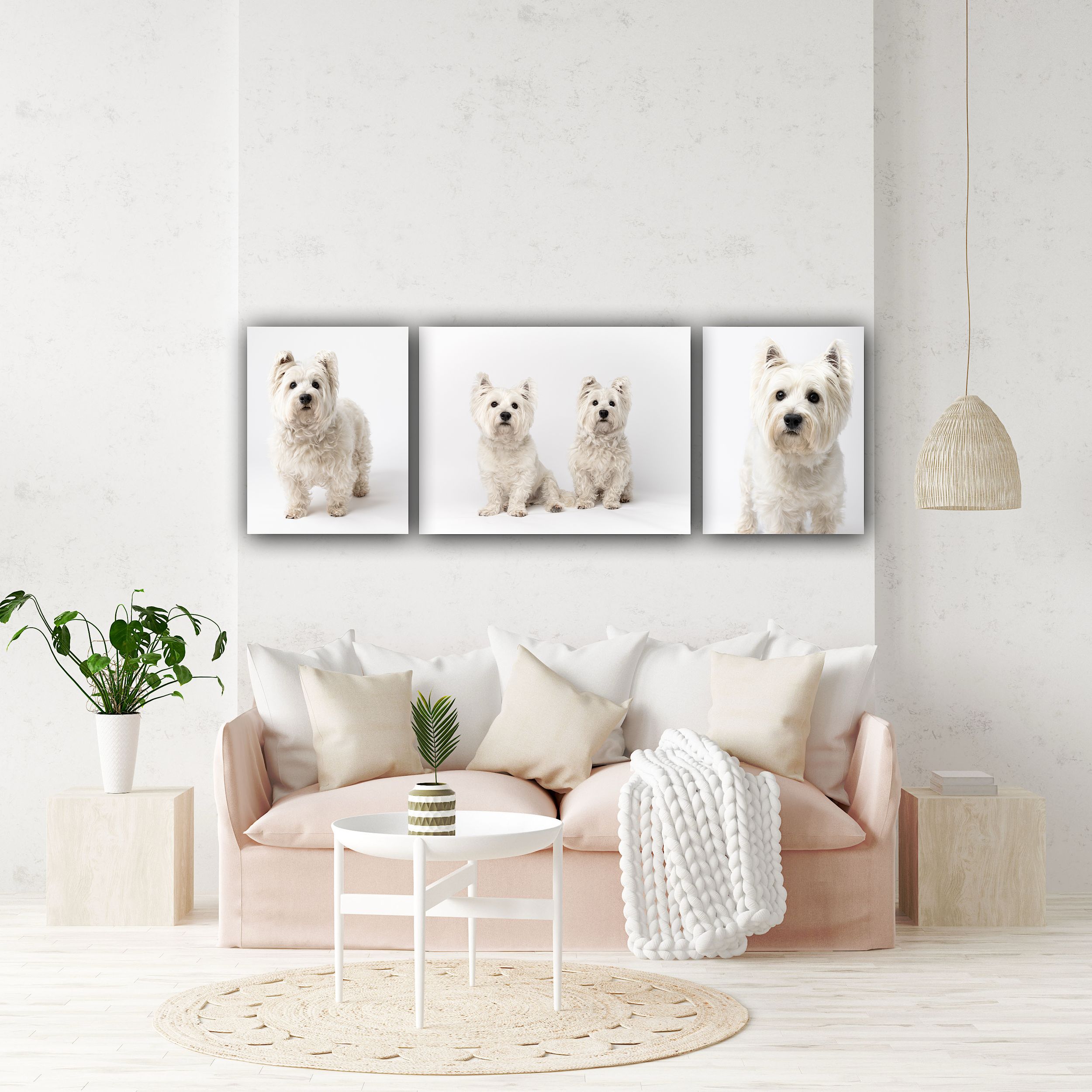 Wall art of west highland white terriers. Studio portraits of westies taken in Lake Oswego, Oregon by Amanda Barr Photography