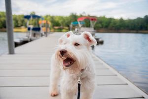 White terrier dog standing on wooden dock by lake with excited expression.