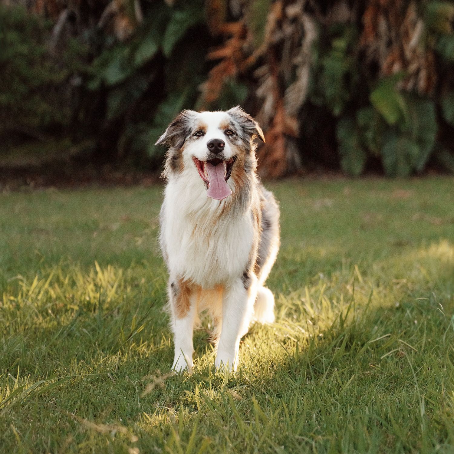 Australian Shepherd standing in a field at sunset during a couple and dog photoshoot in Mosman, Sydney