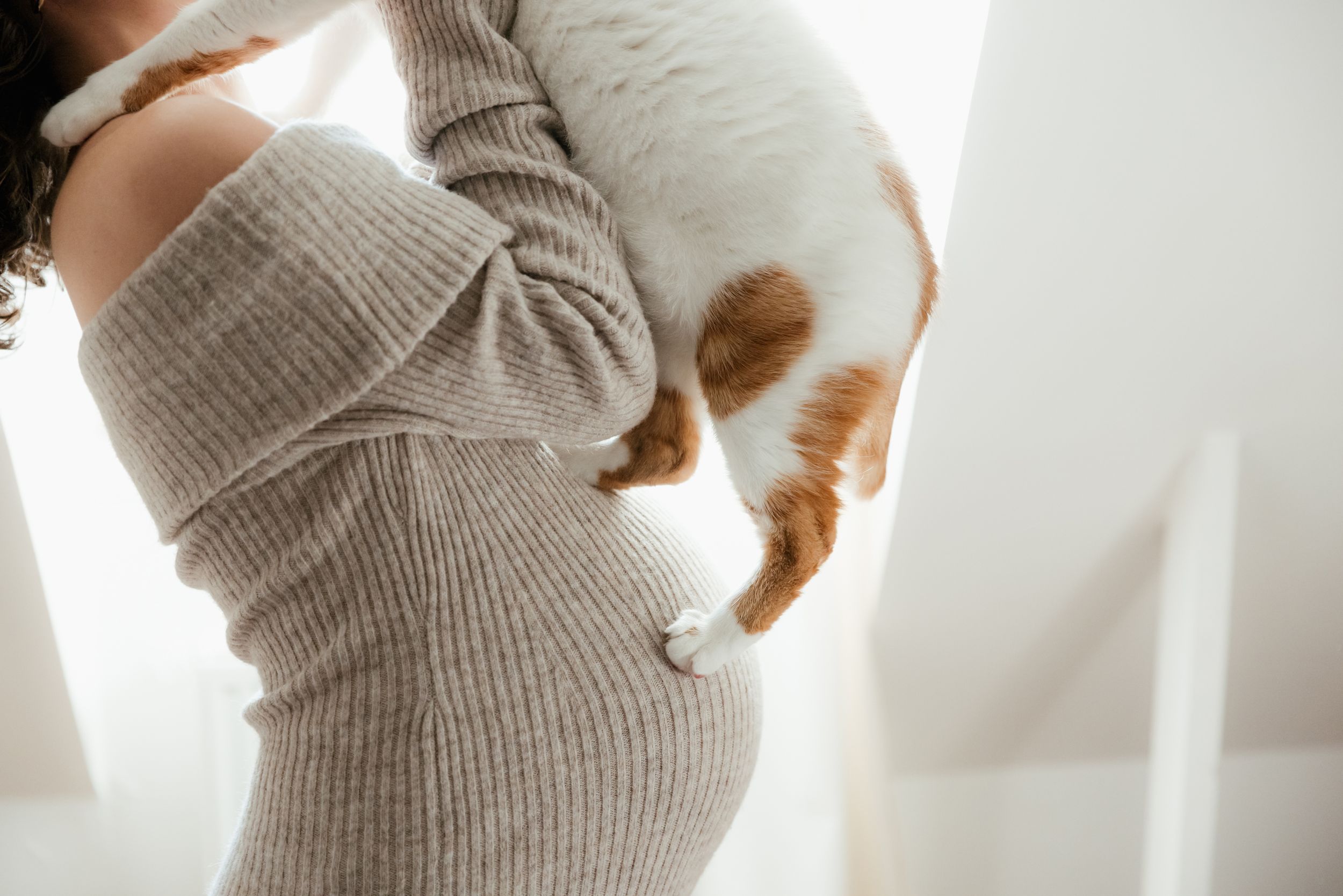 Cat snuggles closely with someone wearing a cozy gray sweater in soft morning light.