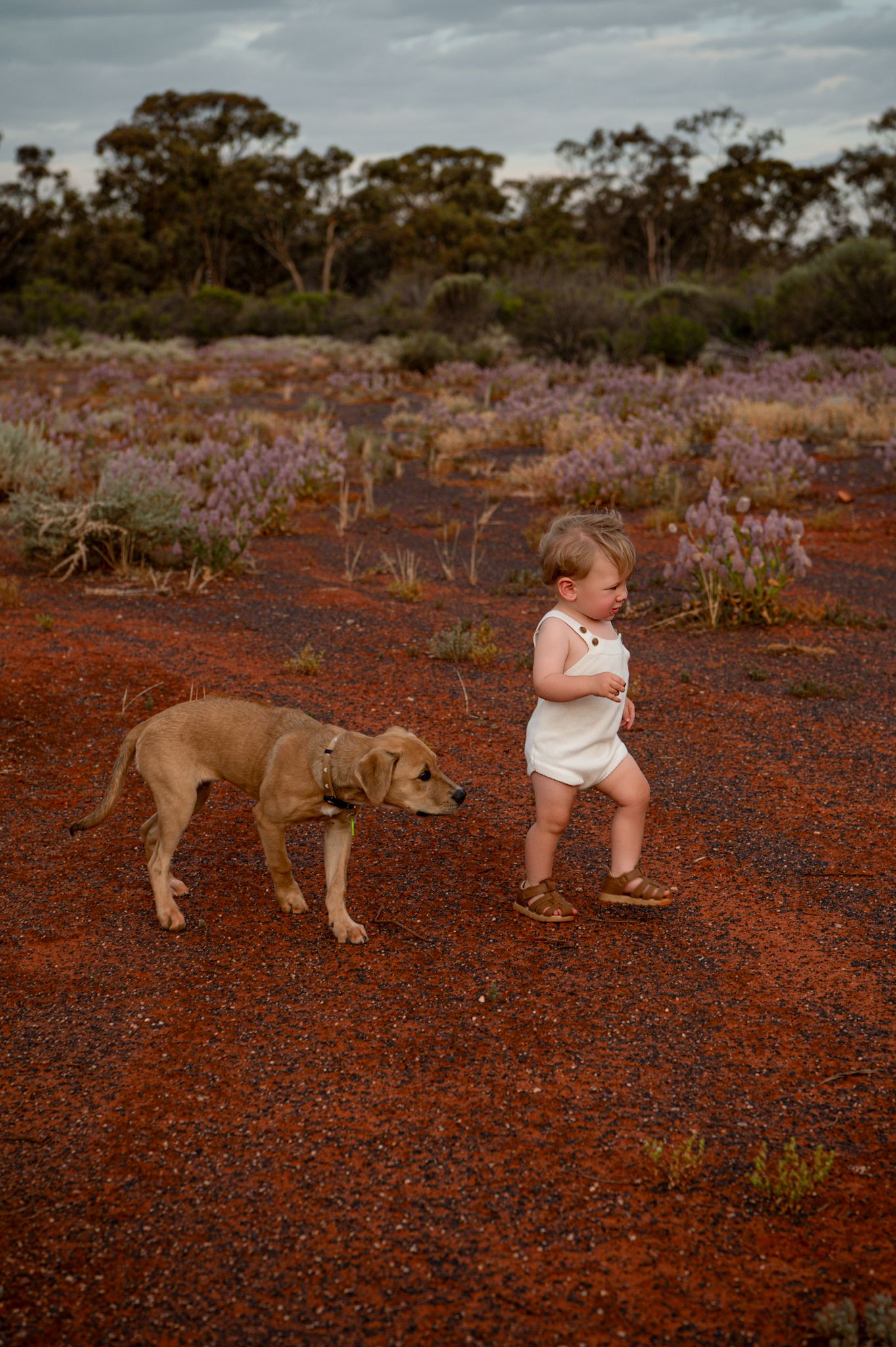 A toddler in white clothing walks on red desert soil alongside a tan dog, with purple wildflowers and eucalyptus trees beyond - Kalgoorlie.