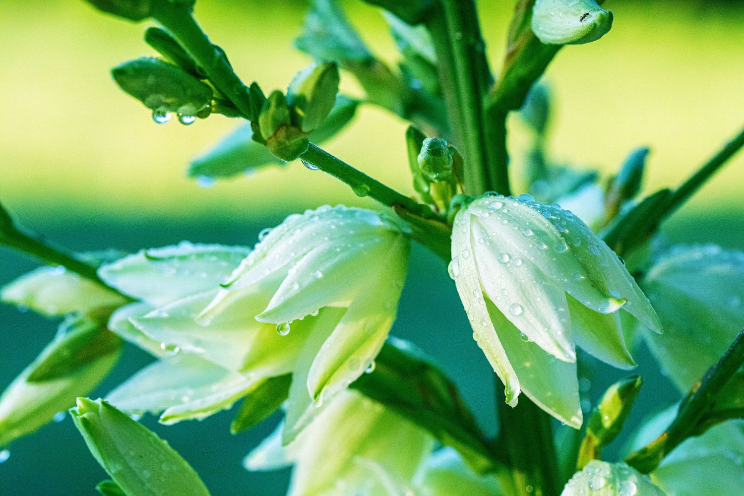 White bell-shaped flowers covered in morning dew drops hang delicately from green foliage stems against a blurred backdrop.