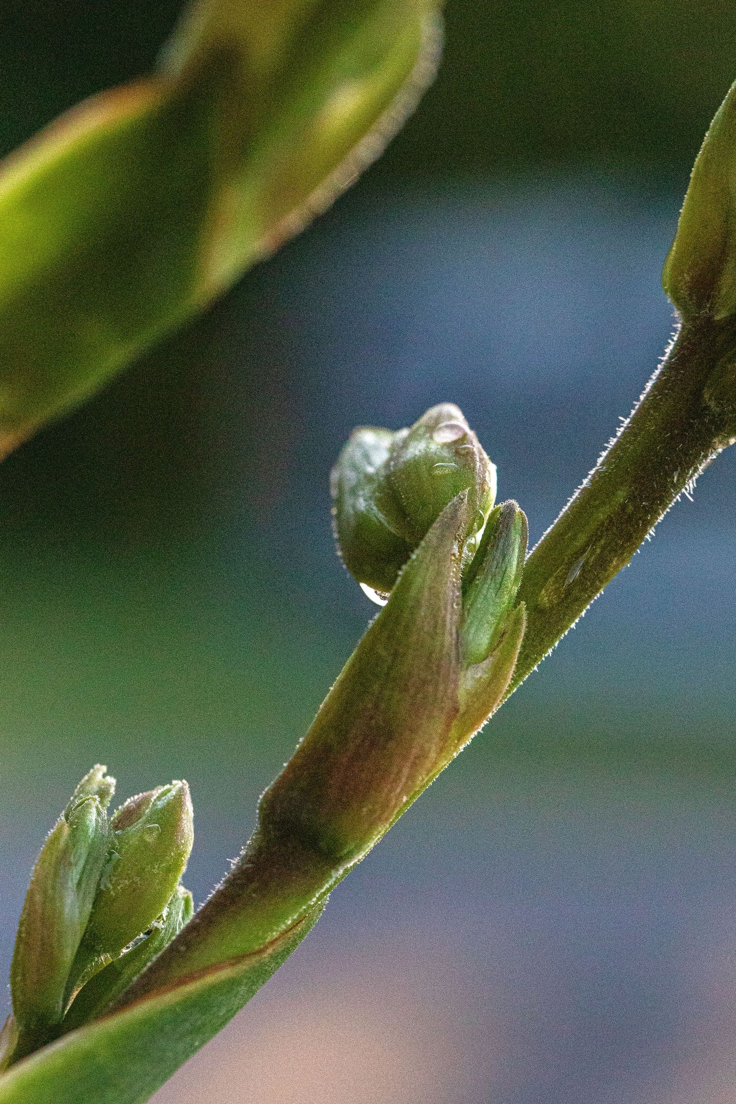 Close-up macro shot of green flower buds growing on a plant stem against blurred natural background.