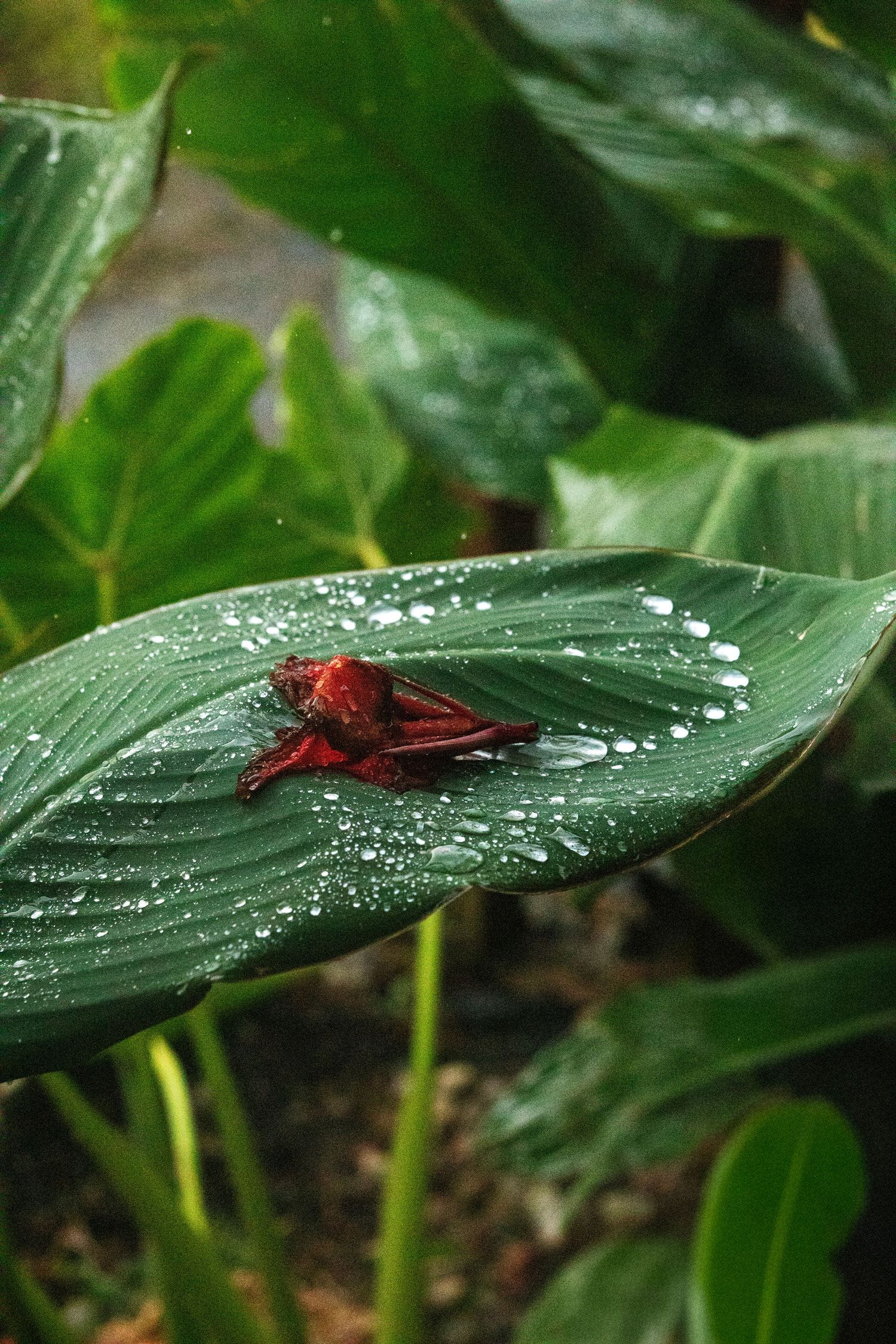 A red spider sits on a wet green leaf covered in water droplets after rain.