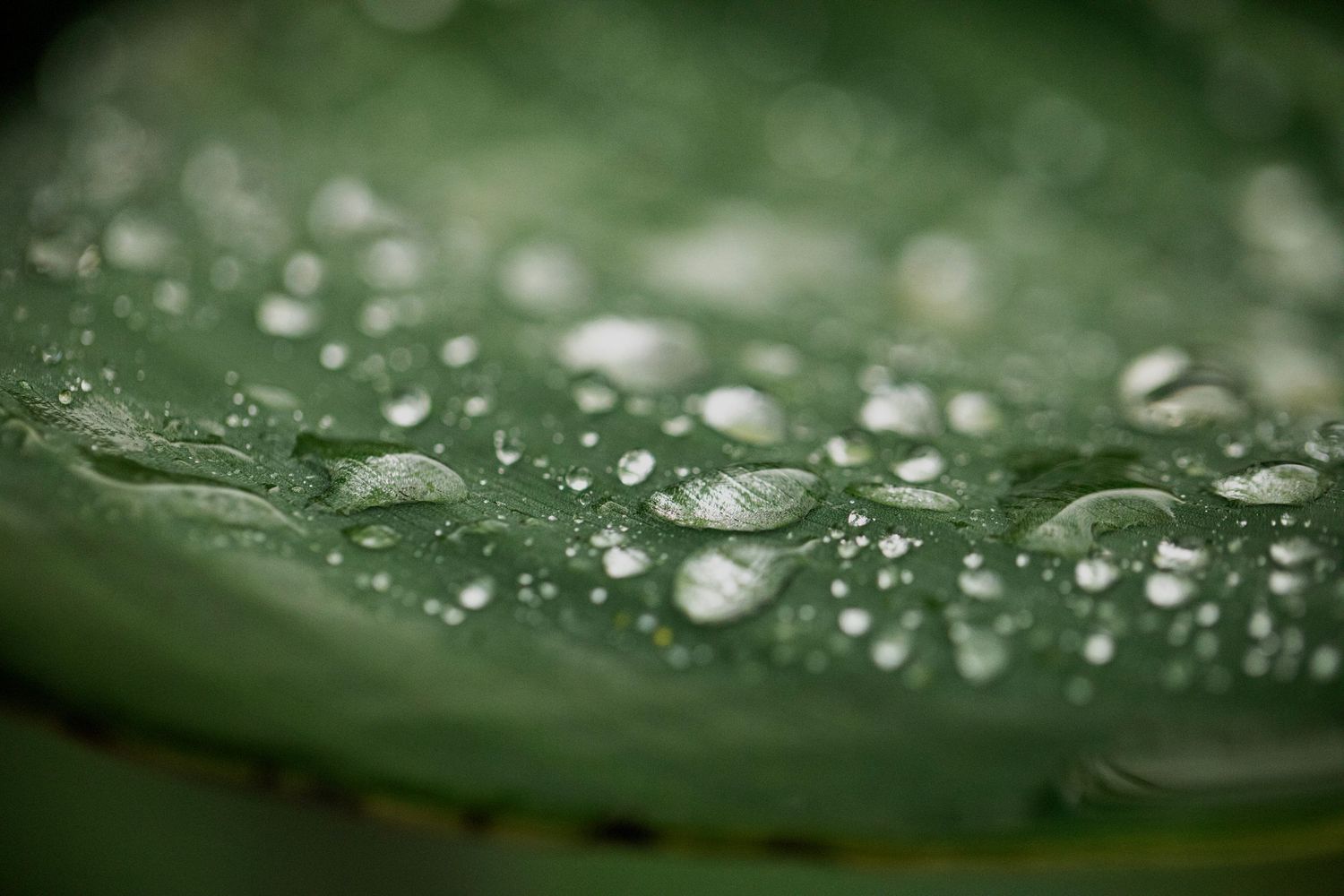 A close-up view of water droplets on a green leaf surface creating a natural pattern in nature.
