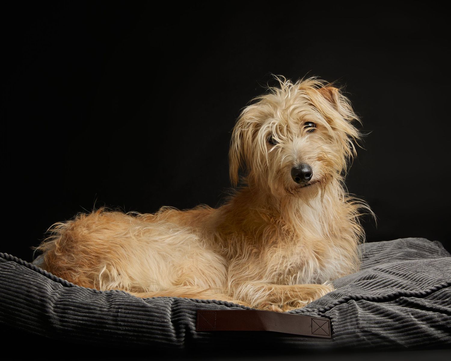 Dog Portraits Fine Art Prints Photography Packages Outdoor Photography Sessions Wales Photographer Bespoke Photography