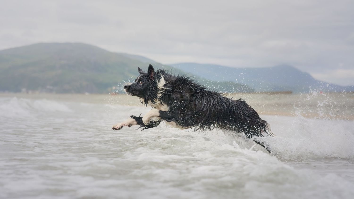 Dog Portraits Fine Art Prints Photography Packages Outdoor Photography Sessions Wales Photographer Bespoke Photography