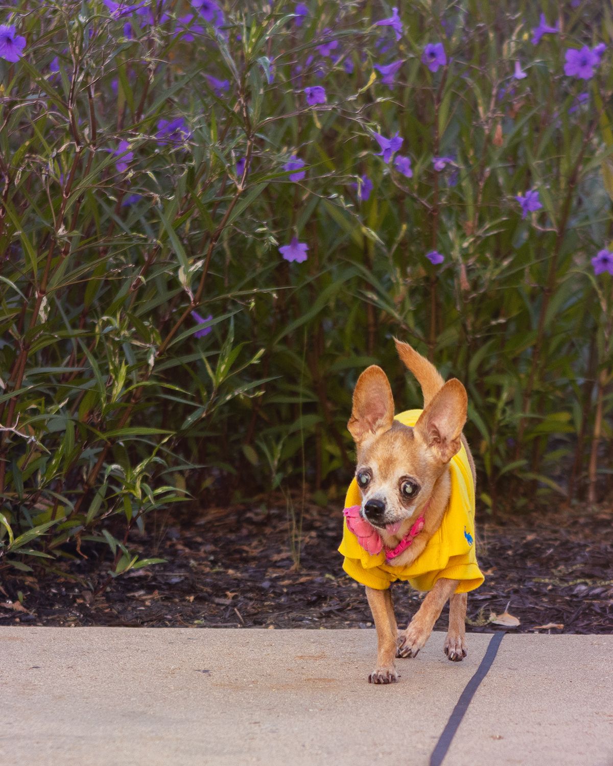 A small chihuahua dog casts long shadows on green walls in a minimalist architectural setting.
