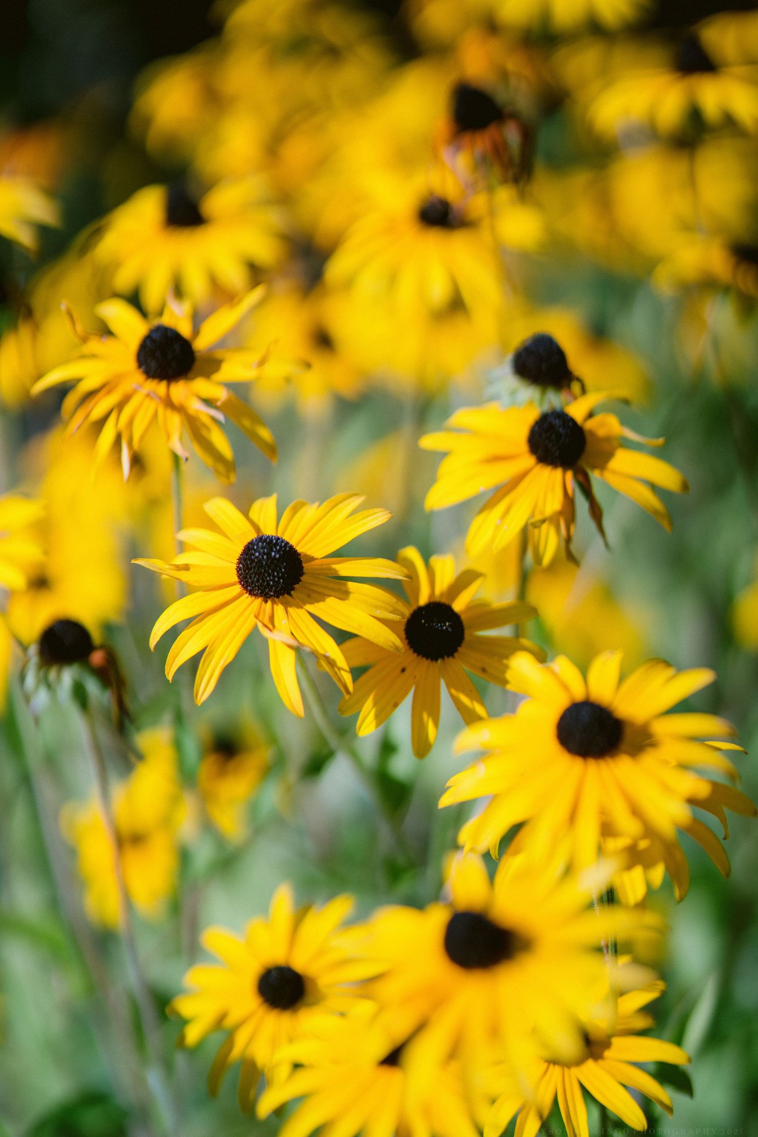 Vibrant yellow black-eyed susan flowers bloom in a garden with soft blurred background creating a cheerful summer scene.
