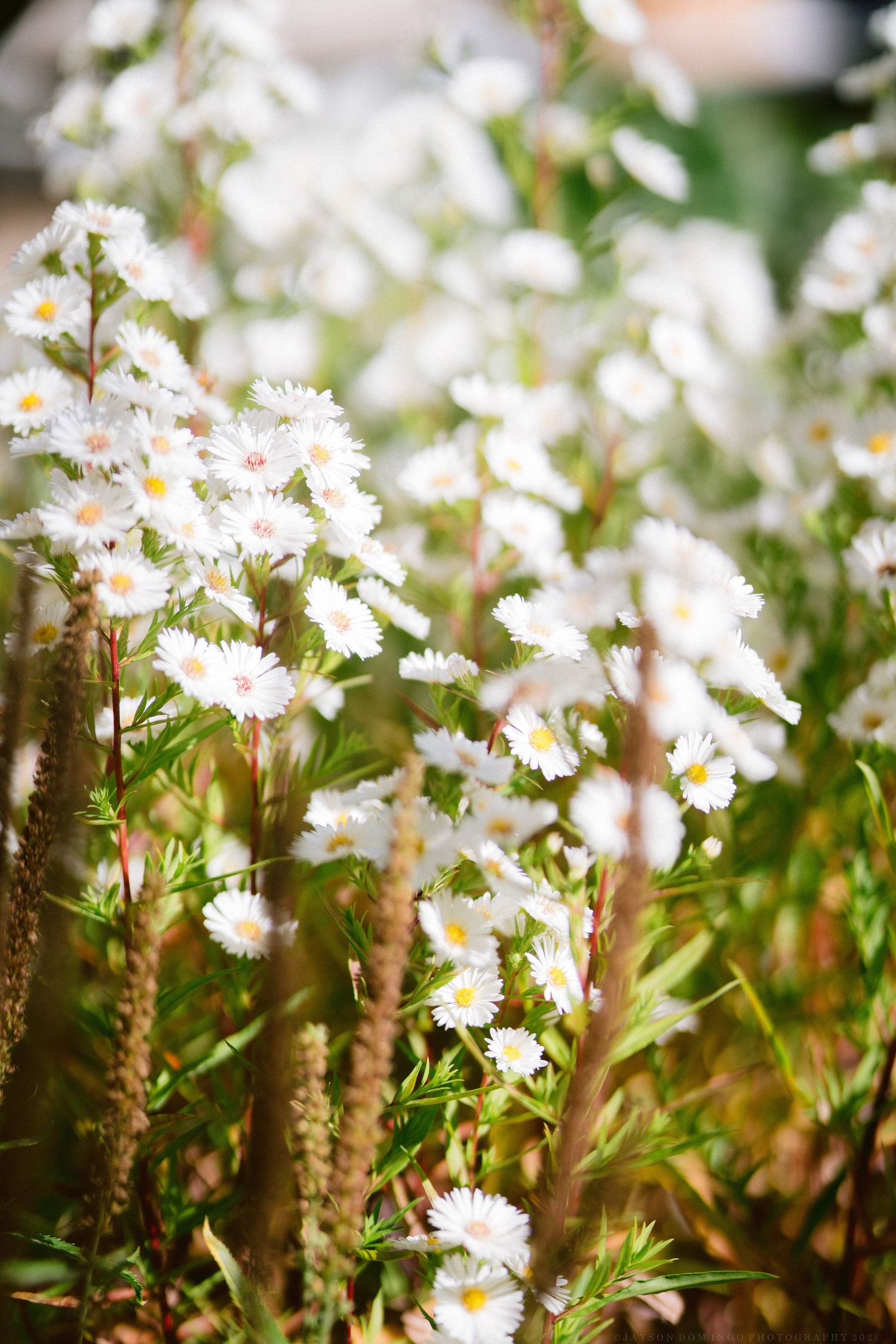 Delicate white wildflowers bloom in a garden with soft bokeh effect in natural sunlight.