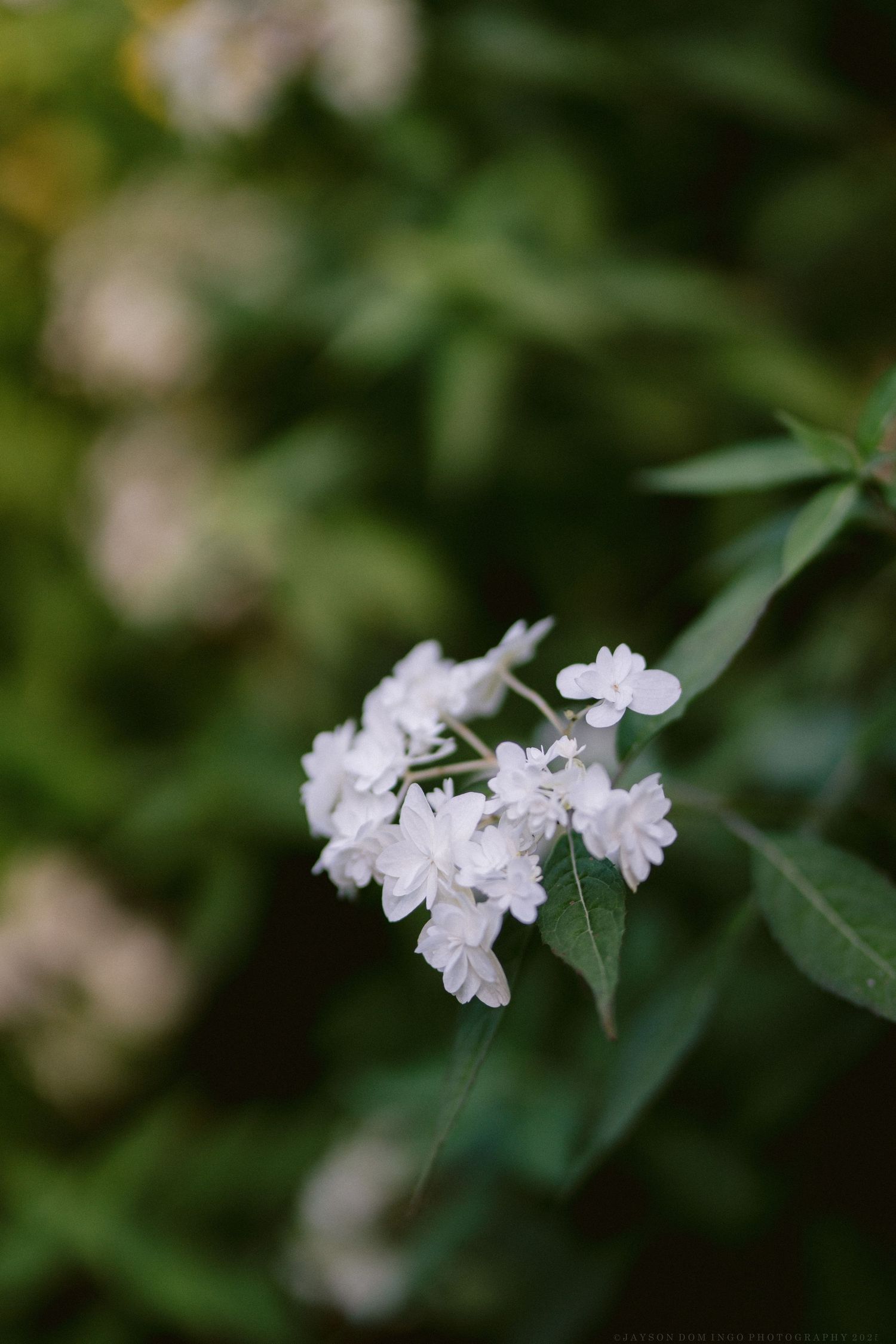 Delicate white flowers bloom against blurred green foliage background.