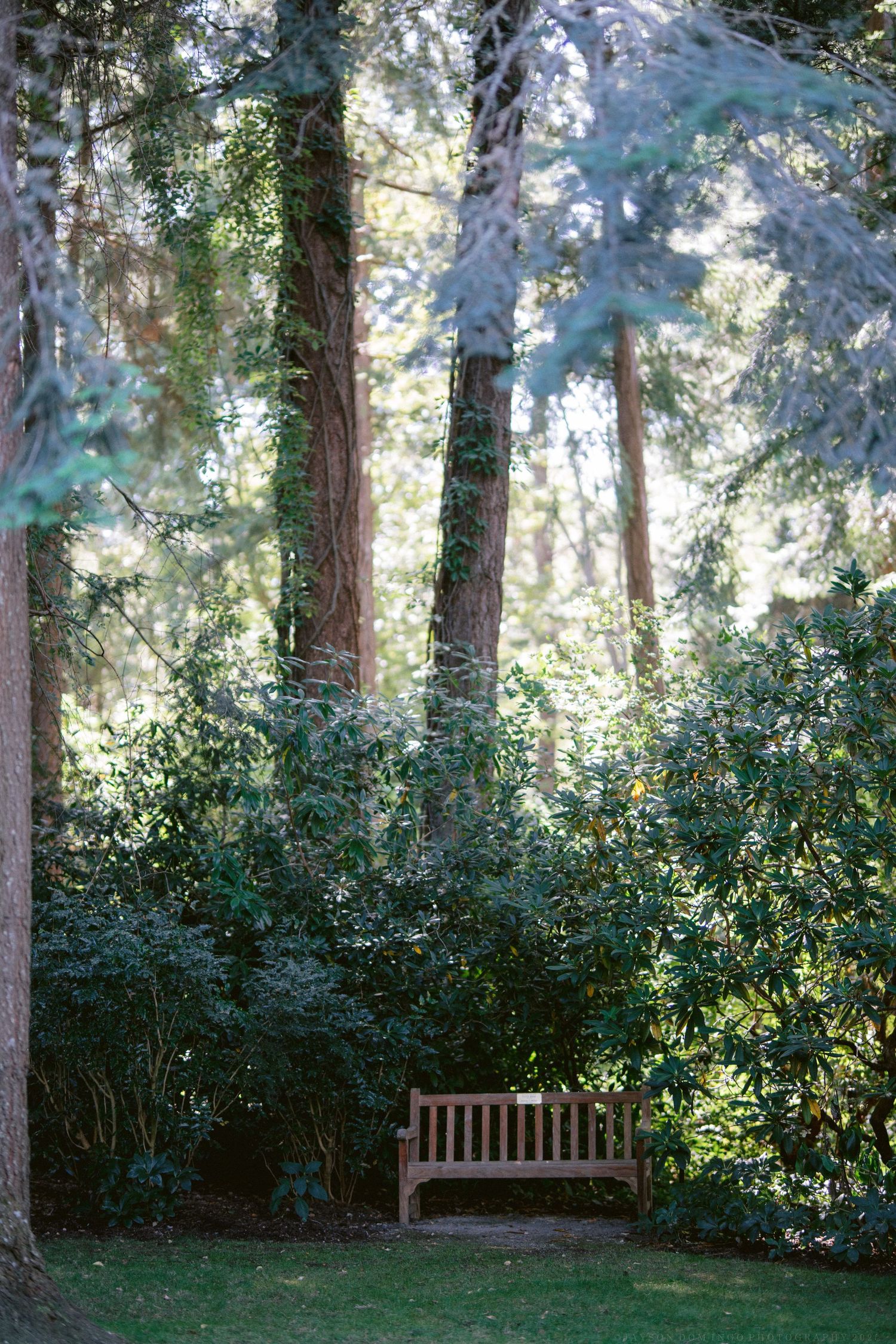 Wooden bench nestled among tall evergreen trees and lush foliage in a peaceful garden setting.