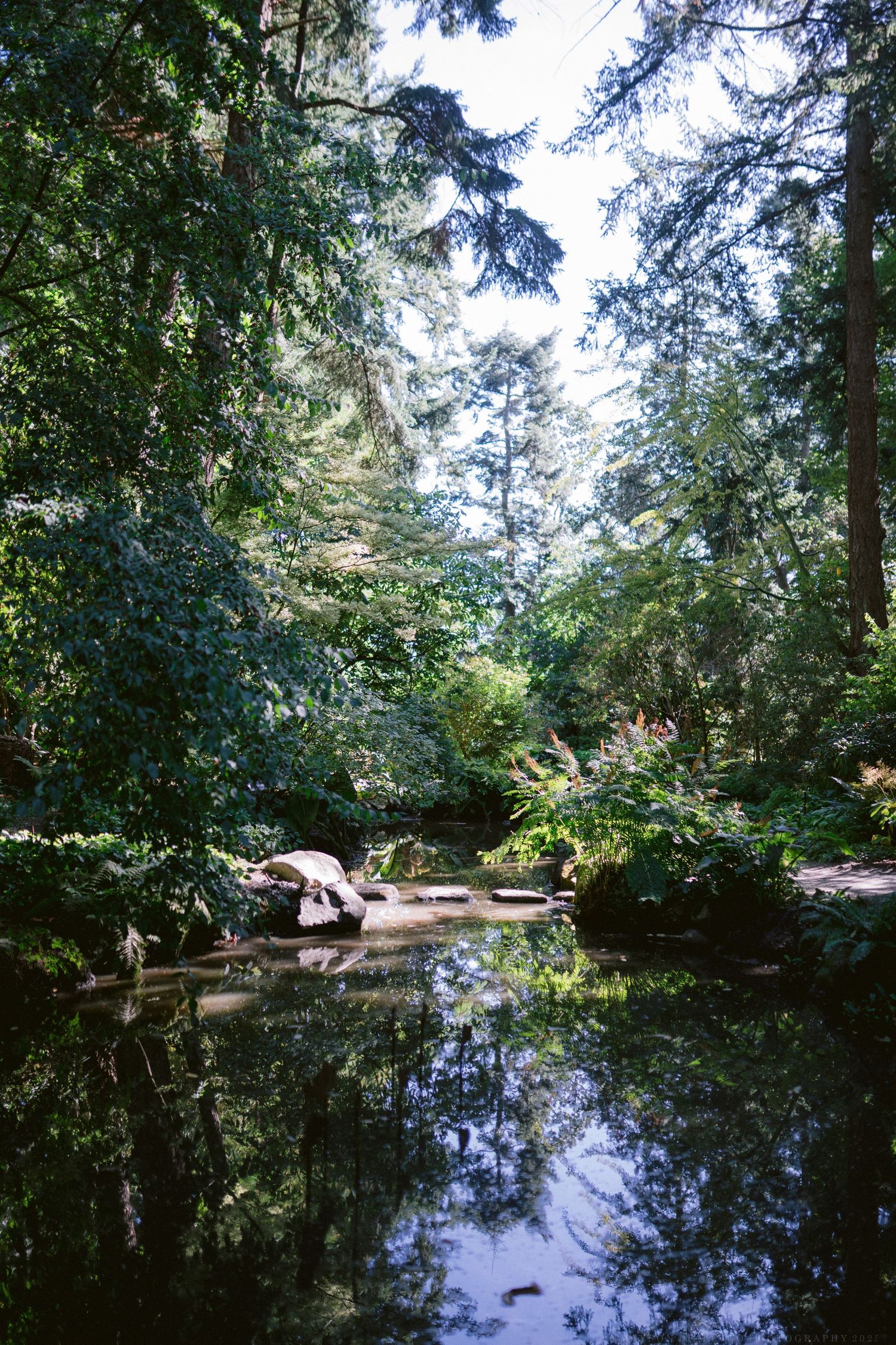 A serene pond reflects towering evergreen trees and lush foliage on a calm summer day.