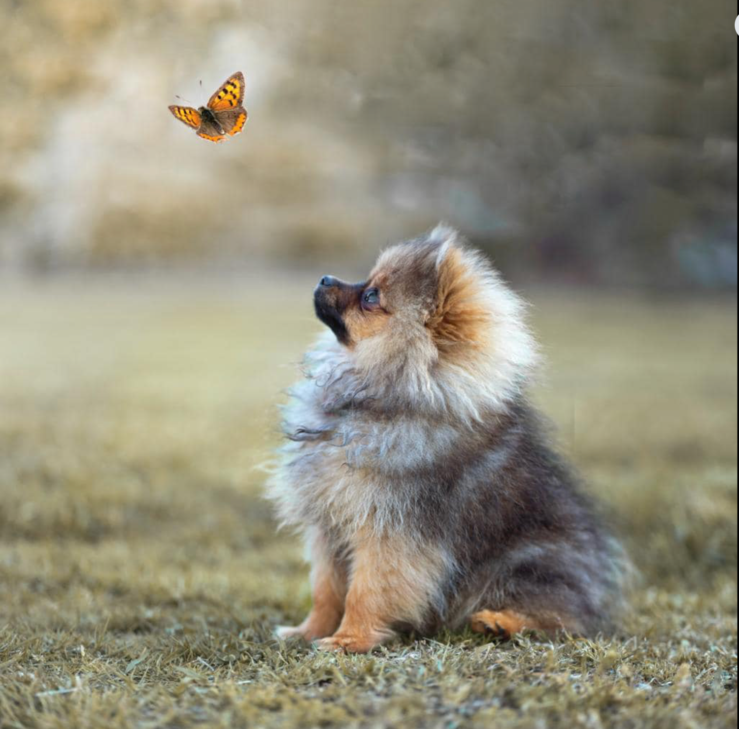 photographe chien
séance photo chien
photographie animaux de compagnie
portrait de chien
photo chien extérieur
photographe Drôme Valence
