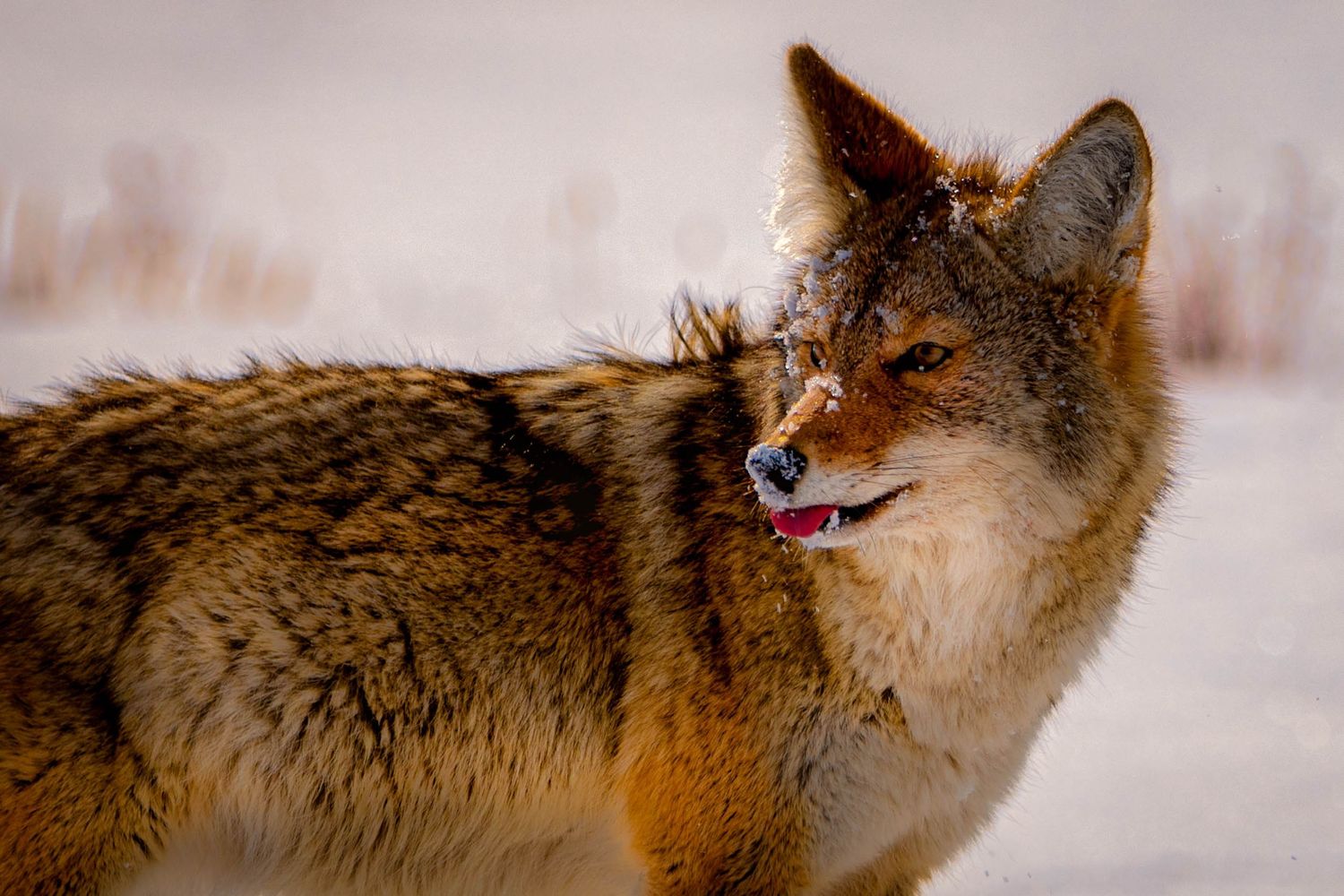 Close-up sequence of a red fox turning its head in snowy winter conditions showing different angles of its face and fur.