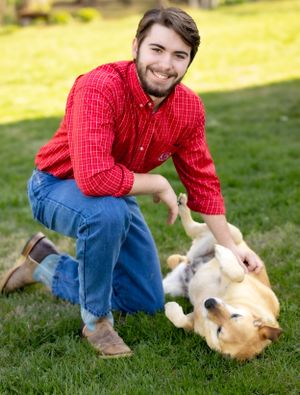 Outdoor photo with playful golden retriever rolling on grass while owner pets them.