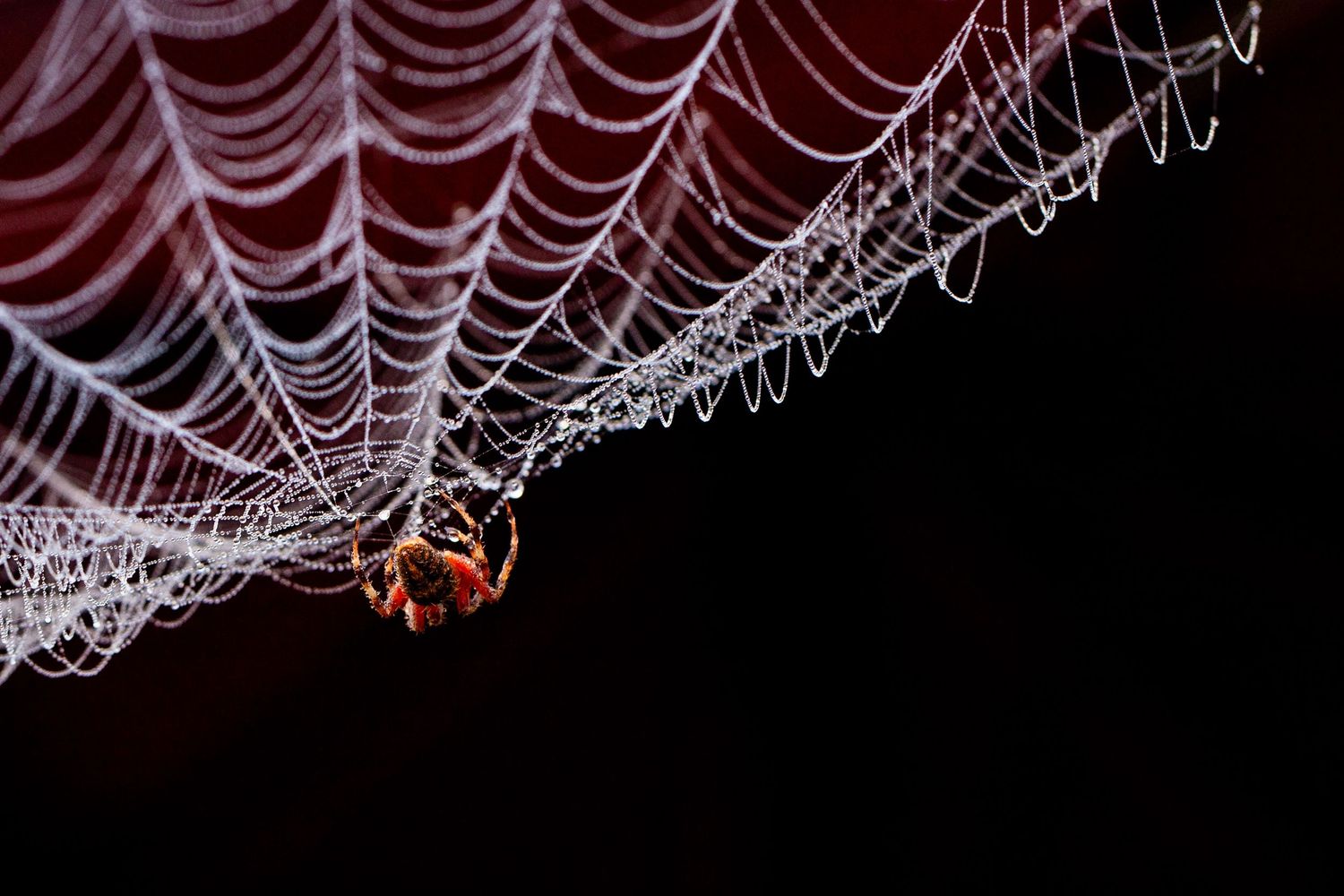 Close-up of a dewy spider web with red highlights against dark background.