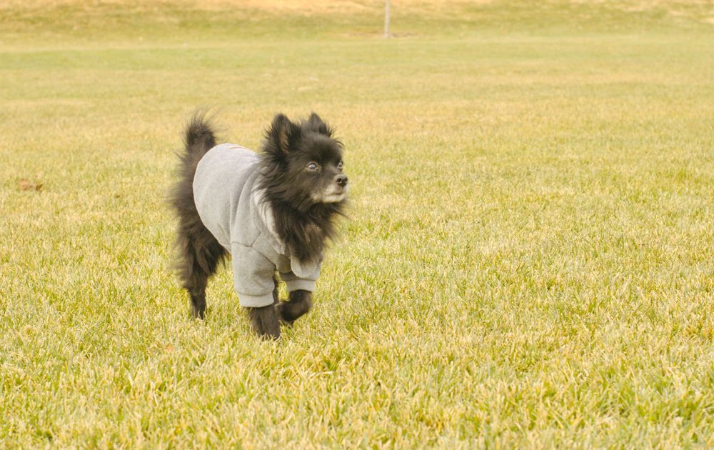 A small black Pomeranian wearing a gray hoodie trots across a green grassy field.