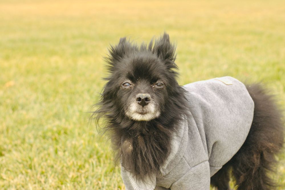 A black Pomeranian in a gray hoodie stands on grass, looking directly at the camera with a calm expression.