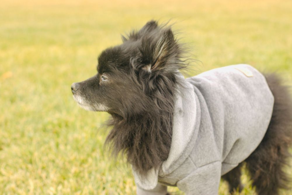 A fluffy black Pomeranian dog wearing a gray hoodie stands on a grassy field, looking to the side.