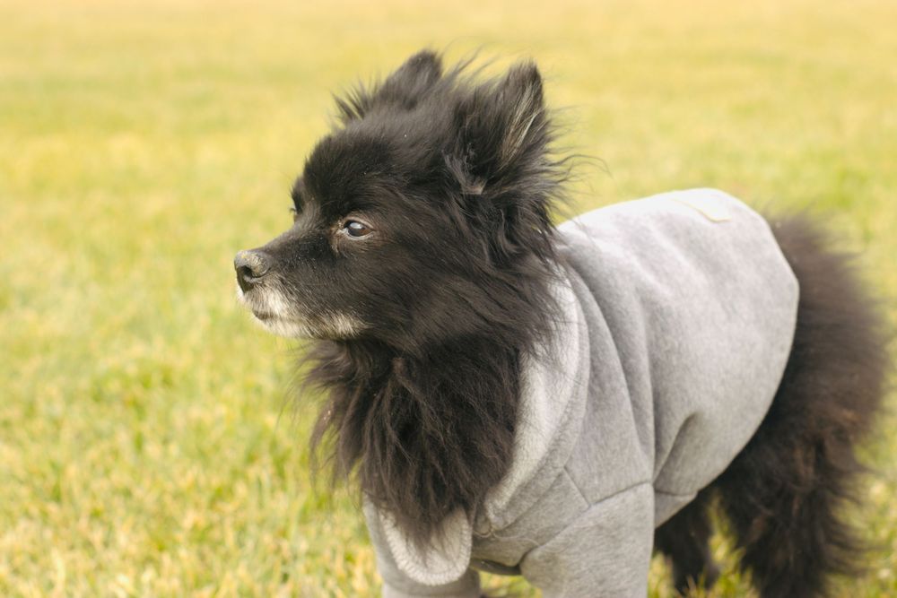 A black Pomeranian dressed in a gray hoodie stands alert on a green lawn, looking sideways.