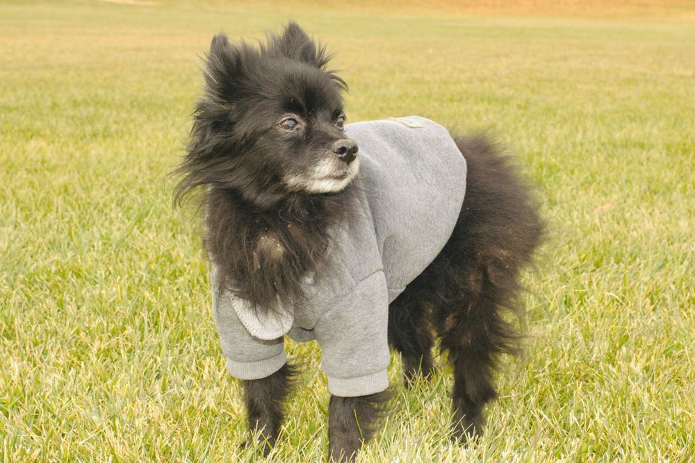 A fluffy black Pomeranian wearing a gray hoodie stands proudly on a green lawn, showing off its outfit.