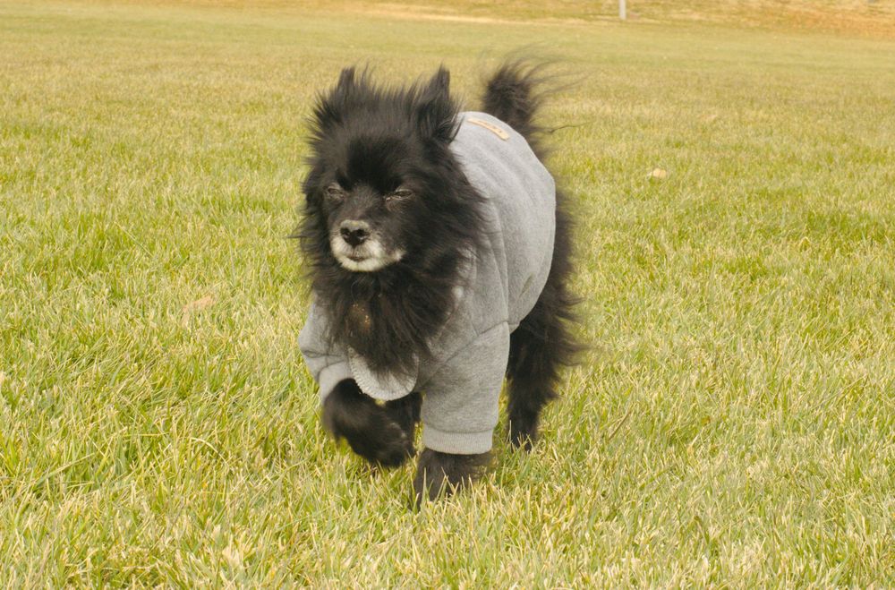 Black Pomeranian dog wearing a gray hoodie sweatshirt running on green grass.