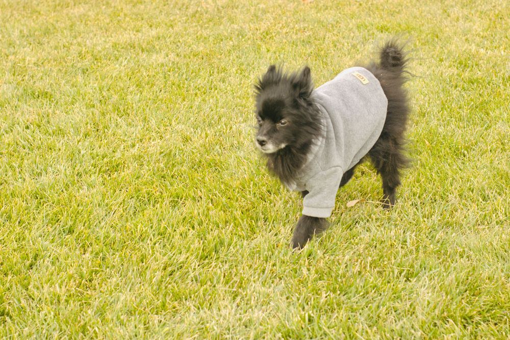 Fluffy black Pomeranian in a gray dog sweater trotting across a green lawn.