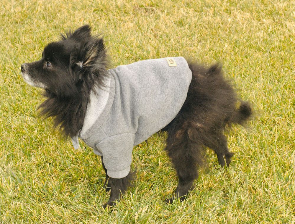 Side view of a black Pomeranian wearing a gray hoodie standing on green grass.