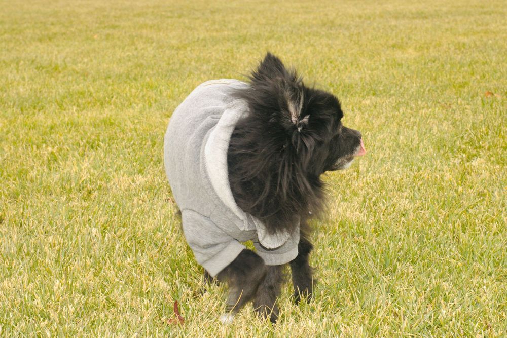 Black Pomeranian dog in a gray hoodie bending down on a green grassy lawn.