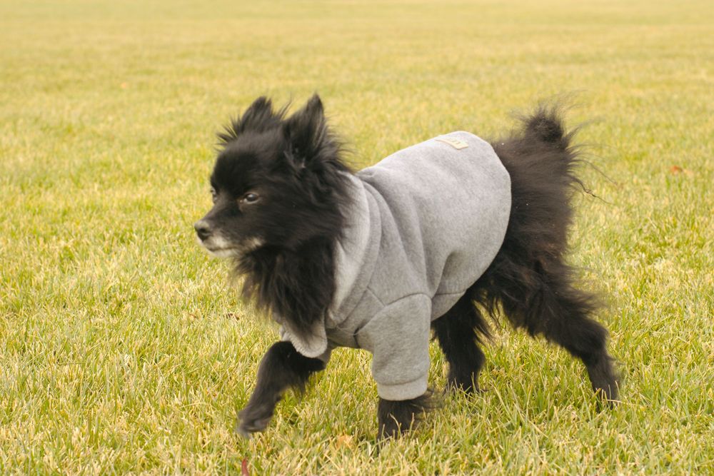 Black Pomeranian dog dressed in a gray sweatshirt walking on a grassy field.