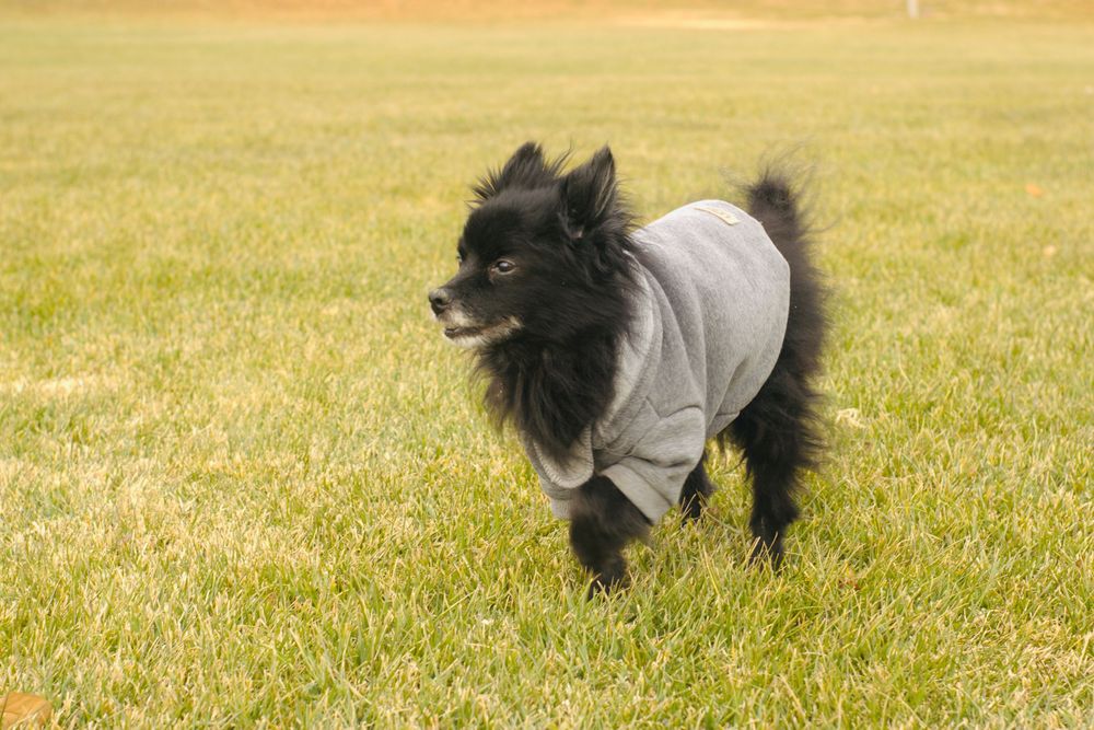 Black fluffy Pomeranian wearing a gray dog hoodie running on green grass outdoors.