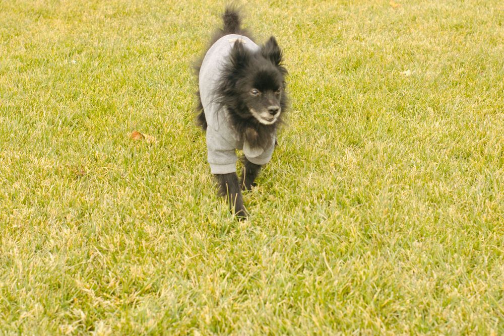 Small black Pomeranian in a gray dog sweater running across a green grass field.