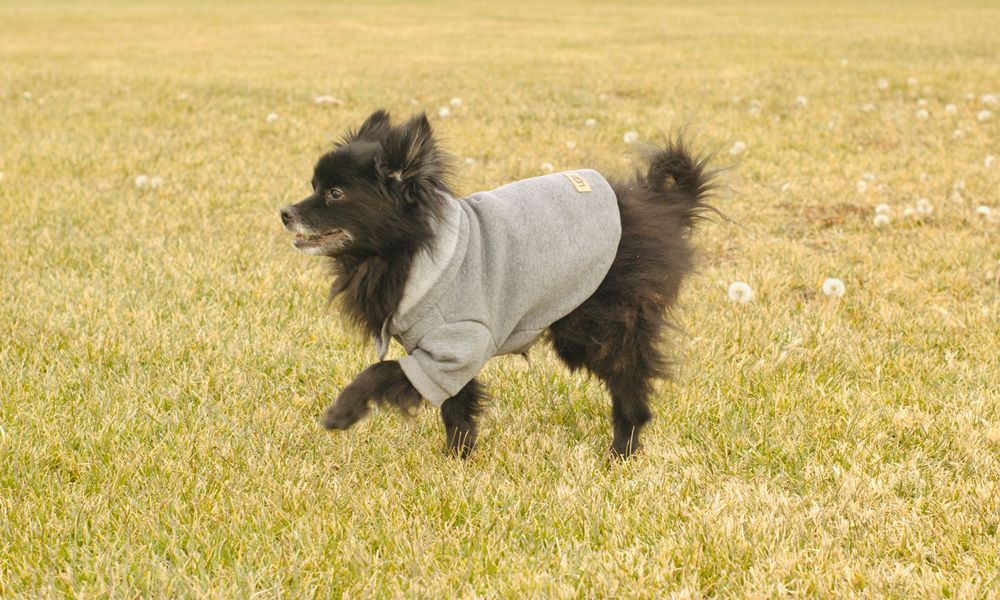 Black Pomeranian wearing a gray dog hoodie trotting on a yellow-green grass lawn.
