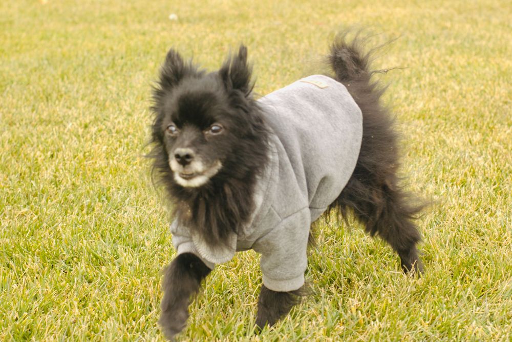 Black Pomeranian dog wearing a gray hoodie jogging on a lush green grass lawn.