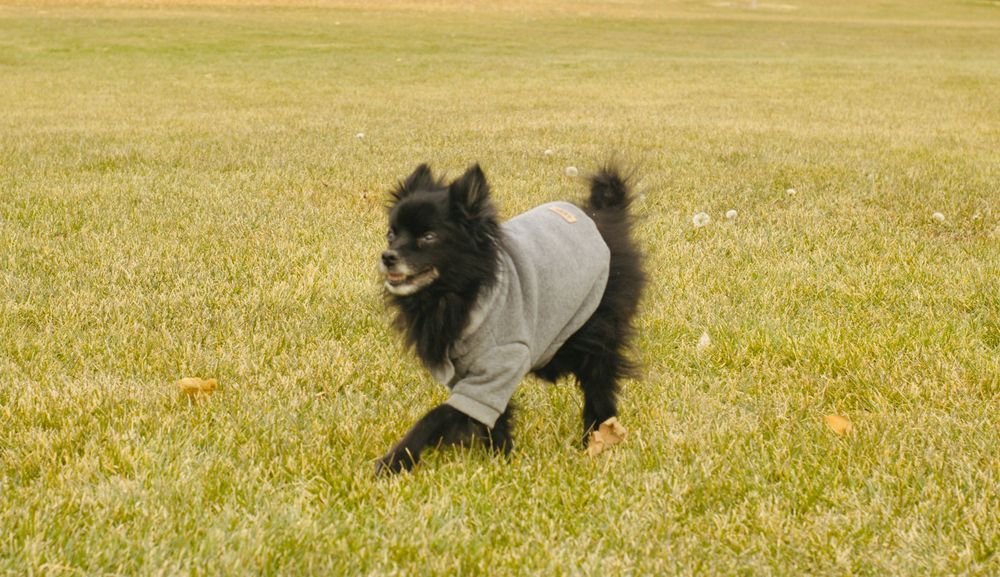 Fluffy black Pomeranian in a gray sweatshirt running and smiling on green grass.