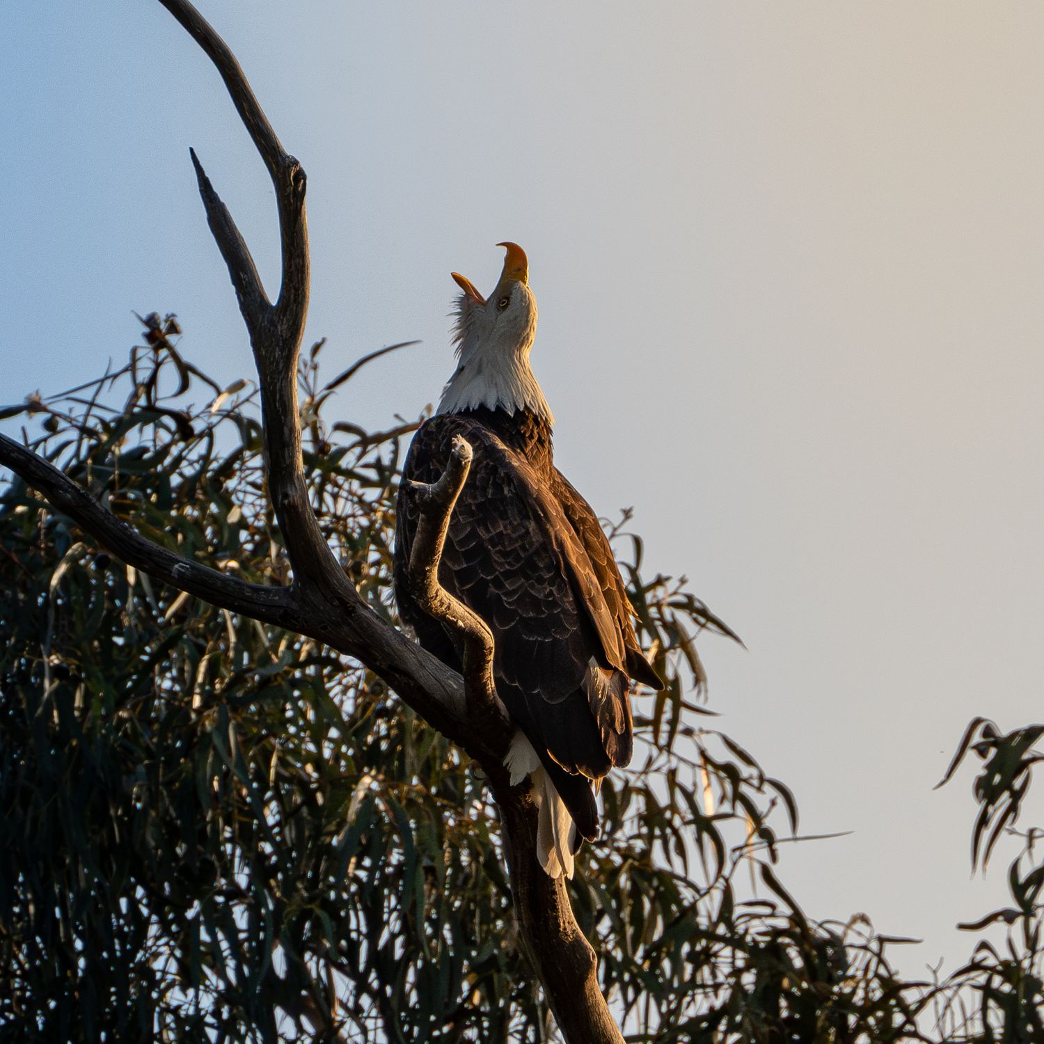 Majestic eagle perched on a dead tree branch against a bright sky.