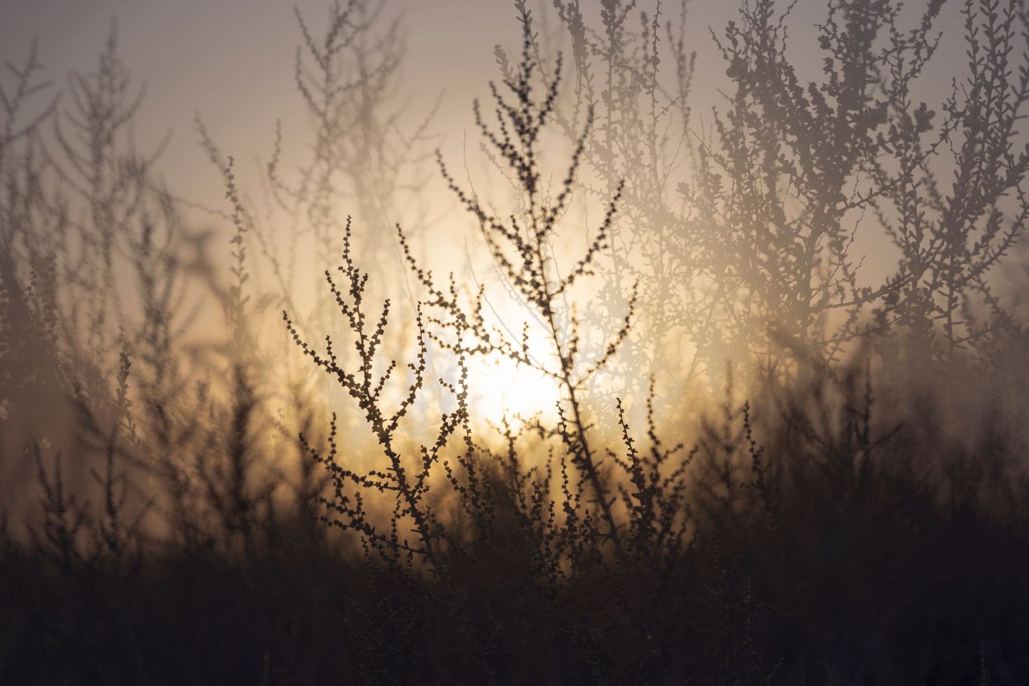 Sunlight filtering through dried plant stalks silhouetted against a warm golden background.