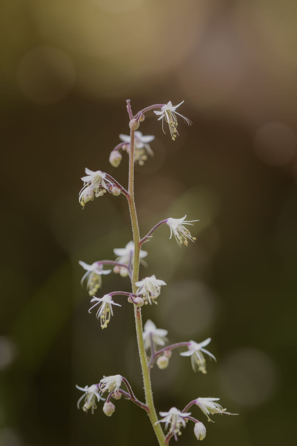 Delicate white wildflowers with star-shaped petals bloom on slender stems against a blurred natural background.