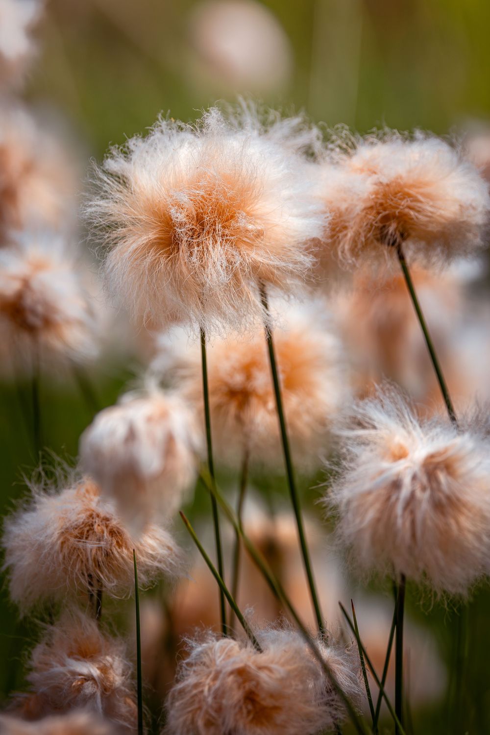 Fluffy dandelion seed heads with orange-tinted wisps catch the sunlight in a dreamy garden scene.
